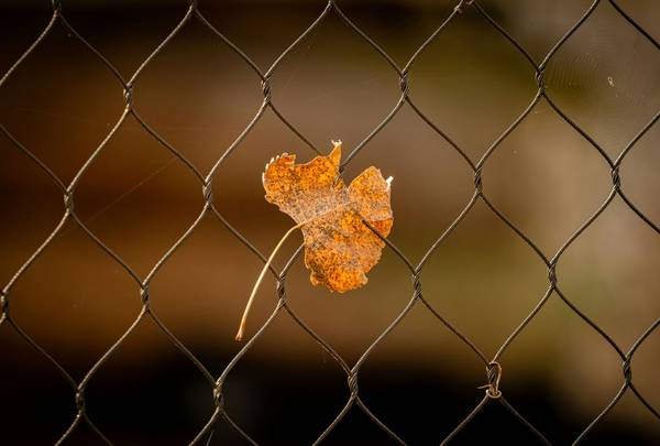 Quelle: alexandre-daoust-XNelZwRxhi4-unsplash. Ein Herbstblatt hängt in einem Zaun